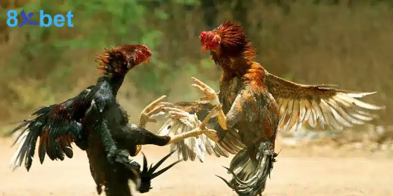 Bí Quyết Cá Cược Đá Gà Thomo Tăng Cơ Hội Chiến Thắng 5 Bí quyết hiệu quả khi tham gia cá cược đá gà Thomo