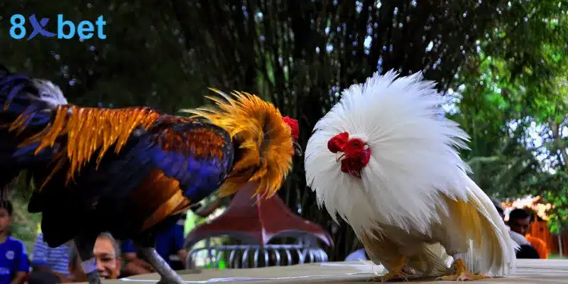 Đá gà cựa dao - Trải nghiệm các trận đấu kịch tính, hấp dẫn 3 đá gà cựa dao từ philippines nổi bật với chiến kê gắn lưỡi dao sắc bén vào cựa