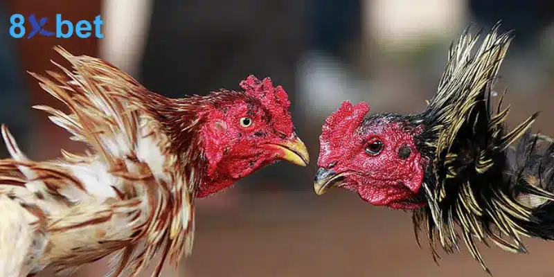 8xbet - Trang Chủ Tải App 8x bet com Châu Âu Tháng 12/2025 34 sân chơi cá cược đá gà đẳng cấp