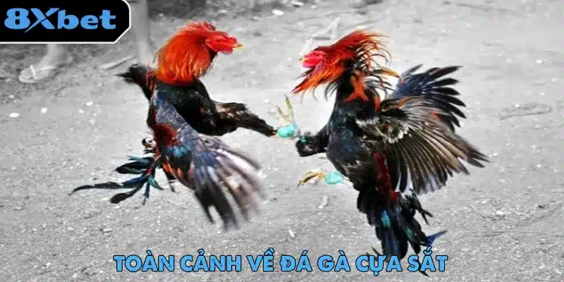 Đá Gà Cựa Sắt – Màn Giải Trí Gay Cấn Không Thể Bỏ Lỡ 1 Đá gà cựa sắt được người chơi yêu thích nhờ ứng dụng livestream hiện đại